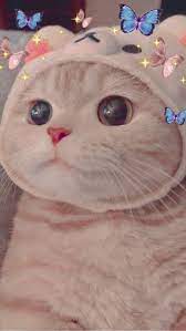  Pin Oleh Silka Andershen Di Imagenes De Gatos Lindos Di 2021 Anak Kucing Gemas Fotografi Hewan Anak Kucing Menggemaskan