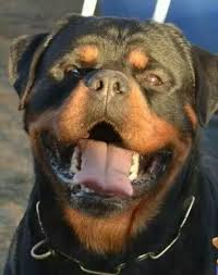 Rottweiler puppies ready for good home will be ten weeks old, pets only. Love That Big Blocky Head Rottweiler Rottweiler Puppies Rottweiler Puppies For Sale Rottweiler Facts