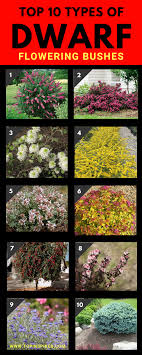 Maybe you would like to learn more about one of these? Top 10 Dwarf Flowering Bushes For A Fairy Tale Garden Flowering Bushes Bushes And Shrubs Easy Plants