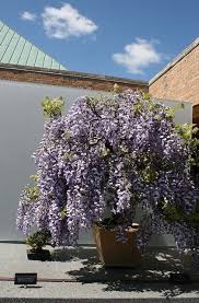 Bonsai Wisteria Wisteria Tree Pergola Garden Plants