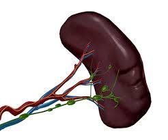 We'll identify as many organs as we can. Anatomy And Physiology The Adventures Of Super Spleen