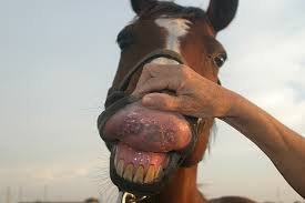 The most common racing tattoos material is metal. Tattoos And Tattooers Aqha
