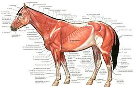 parts of a horse diagram muscles horse superficial muscles