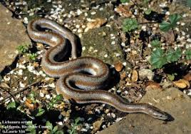 Image result for Urochloa bovonei