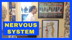 Nervous System Nerve Chart Explained By Dr Walter Salubro Chiropractor In Vaughan