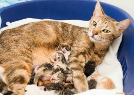 Berikut ini adalah contoh 5 hewan yang berkembang biak dengan cara melahirkan. Perkembangbiakan Hewan Secara Vivipar Melahirkan Ciri Ciri Hewan Dan Contoh Contoh Hewan Vivipar Berbagaireviews Com