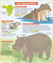 Les Hippopotames Documentaire Animaux Animaux Du Zoo Hippopotame
