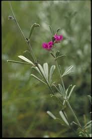 Image result for Tephrosia linearis