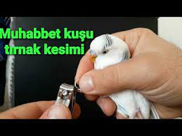 muhabbet kusu tirnagi uzamasi ve nasil kesilir budies birdis pajaros youtube