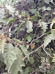 Image result for Solanum chrysotrichum