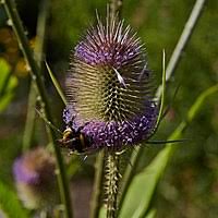 Image result for Dipsacus pinnatifidus