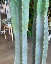 Image result for Cereus jamacaru