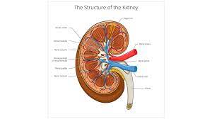 Anatomy And Function Of Kidney Solution Pharmacy
