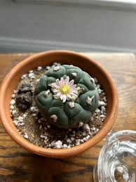 Peyote: Origins, Effects, Risks, And Benefits