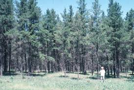 Explore lylebardo77's photos on flickr. Jack Pine