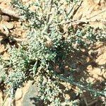 Image result for Pentzia incana