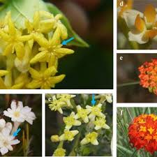 Image result for Aspidoglossum biflorum