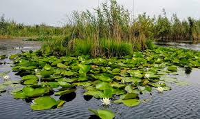 De fiecare data cand ajung in barca, iar tulcea ramane in spate, tot in spate raman si grijile zilnice, preocuparile, amintirile si planurile. Fenomen Uluitor In Delta DunÄrii Nu S A Mai Intamplat Asta De O SutÄ De Ani Impact