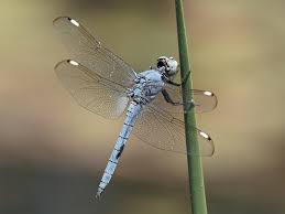 Image result for Chamaeclitandra