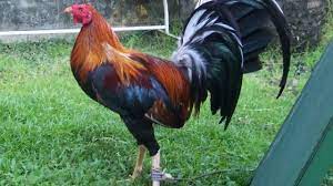 Sabung ayam peru ialah tipe ayam yang banyak di miliki demi kepentingan adu ayam. 13 Ciri Ciri Ayam Peru Yang Asli Dan Berkualitas Arenahewan Com