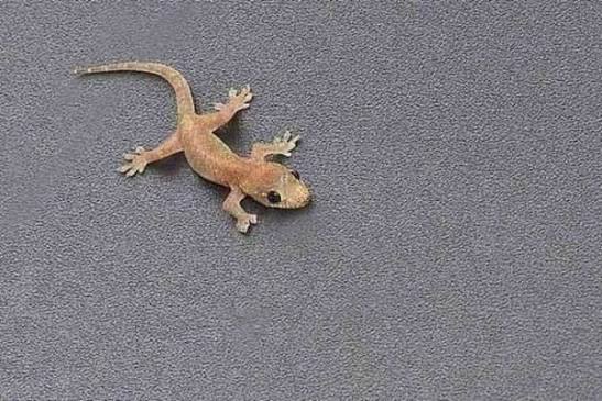 MEANING OF SEEING WALL GECKO IN THE DREAM (ka malinso ka mung'anda)  Wallgecko is a symbol of èvil. To see gecko in your dream, it means you  have close enemies1 trying to