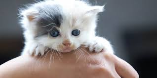 Anak kucing yang baru lahir harus dibuatkan kandang yang mudah dijangkau oleh induknya. Jangan Sembarangan Begini Cara Merawat Anak Kucing Yang Baru Lahir Halaman All Kompas Com