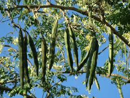 Image result for Moringa oleifera