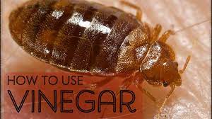 Picaridin is considered quite safe and you can. How To Make A Homemade Bed Bug Killer Spray With Vinegar Dengarden