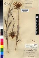 Image result for Berkheya zeyheri