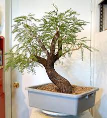 Any One Else Doing Any Mesquite Bonsai Out There