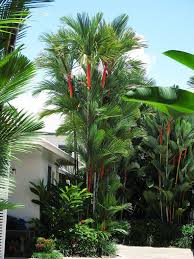 At A Vacation Resort In Port Douglas Palm Trees Landscaping Palm Trees Garden Tropical Backyard