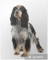 Image result for anglický špringršpaněl