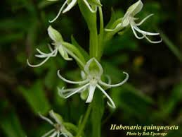 Image result for Habenaria microsaccus