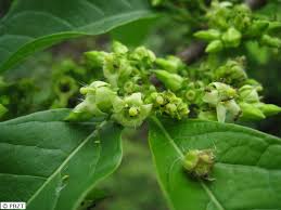Image result for Vangueria madagascariensis