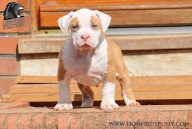 If you have anything please feel free to message me. Horus Chiot Puppy Puppies American Bully Xl Xxl Bully Pitbull A Vendre For Sale France Belgique Kennel Elevage Lio Pitbull Puppies Pitbull Rescue Bully Pitbull