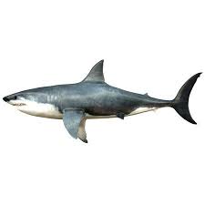 A Megalodon Shark From The Cenozoic Era Canvas Art Corey Fordstocktrek Images 40 X 20 Image 1 Of 1 Shark Art Megalodon Megalodon Shark