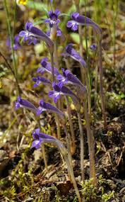 Image result for Orobanche