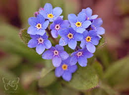 meoafo masmavi guzel cicekler cicek guller