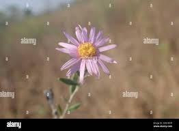 Image result for Athrixia