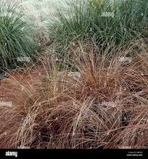 Image result for Landolphia buchananii