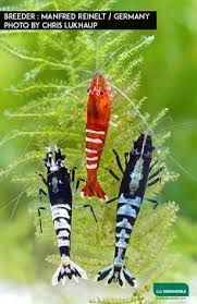 For a marine shrimp, the peppermint shrimp is relatively easy to breed. 900 Caridea Shrimps Crustaceans Prawn Shrimp Shrimp
