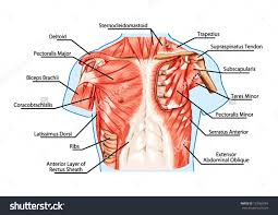 The two sides connect at the sternum, or breastbone. Chest Muscles Anatomy Human Anatomy Diagram Muscular System Muscle Anatomy Chest Muscles