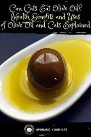 Cat Food Dish Slow Down Eating Diy Kitten Pet Food Stand Cat Food Maze Wellness Cat Food Food Cat Food Dish