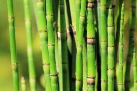 Image result for Bergia capensis