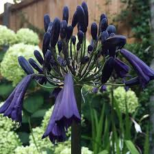 Image result for Agapanthus praecox