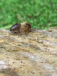 Image result for Queen bee