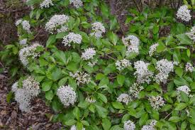 Image result for Pavetta johnstonii