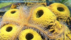 What new adaptation did flatworms develop (what was new and different from the cnidarians or sponges?)? What Kind Of Symmetry Do Sponges Have Do They All Have The Same Type Of Symmetry Study Com