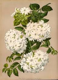 Image result for Jasminum multiflorum