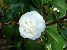 Camellia Japonica Nobilissima Camellia Design Clients Flowers